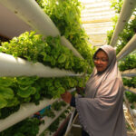 Pertanian Hidroponik Bayam Brazil